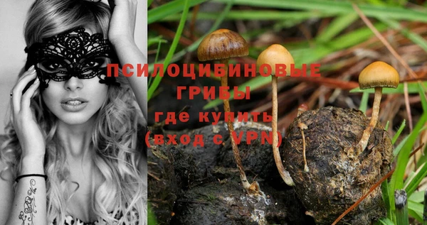 стаф Каменка